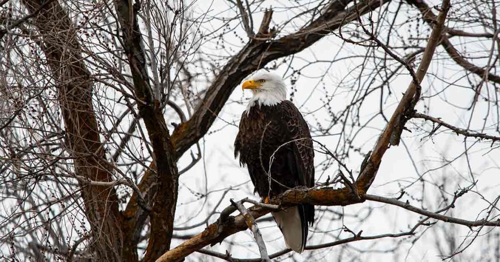 Bureau of Land Management Seeks Volunteers for Bald Eagle Survey