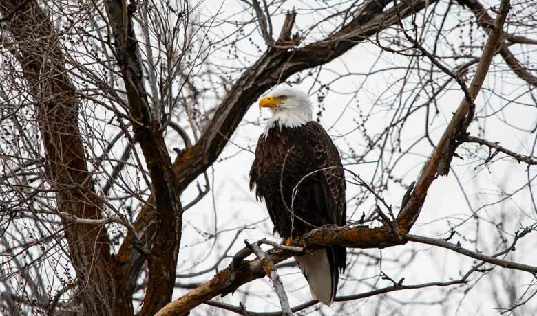 Bureau of Land Management Seeks Volunteers for Bald Eagle Survey