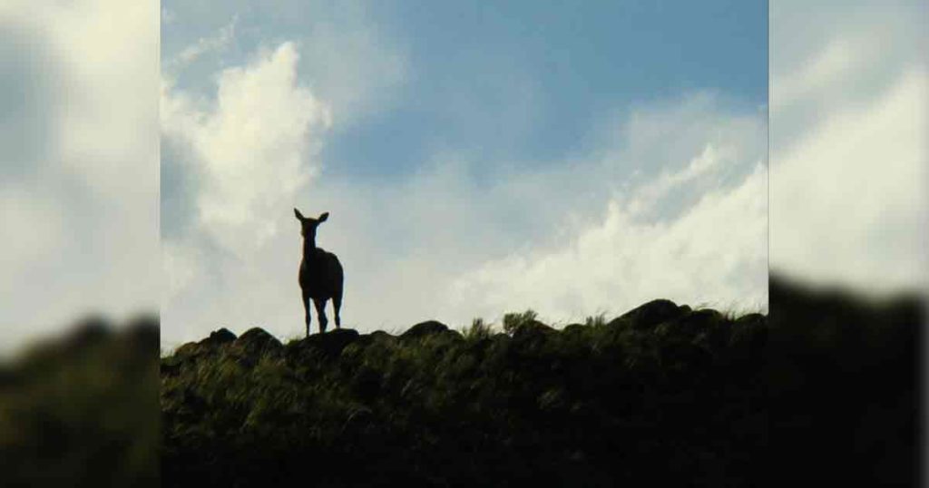 An Elk in Grand Teton National Park Tested Positive for Chronic Wasting Disease
