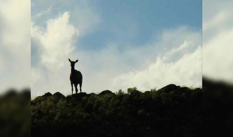 An Elk in Grand Teton National Park Tested Positive for Chronic Wasting Disease