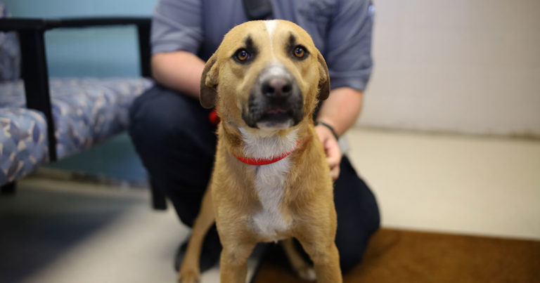 Rock Springs Animal Control Postpones Adoption-Related Appointments