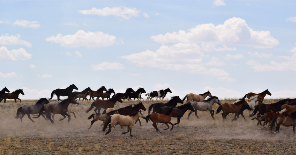BLM Rock Springs to Host Wild Horse Adoption Event