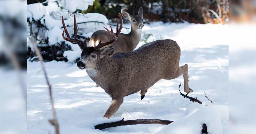 Chronic Wasting Disease Discovered in Dead Deer Southeast of Pinedale