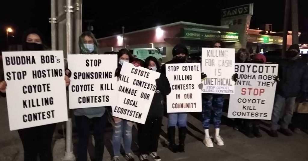 OPINION: Please Stop the Coyote Killing Contests