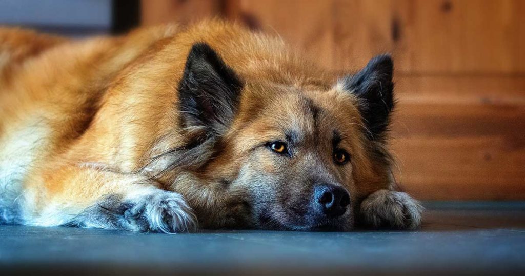 GRPD Looks to Start Therapy Canine Program for Children Victims of Crimes