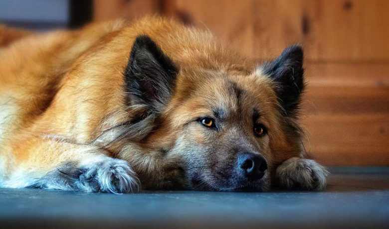 GRPD Looks to Start Therapy Canine Program for Children Victims of Crimes