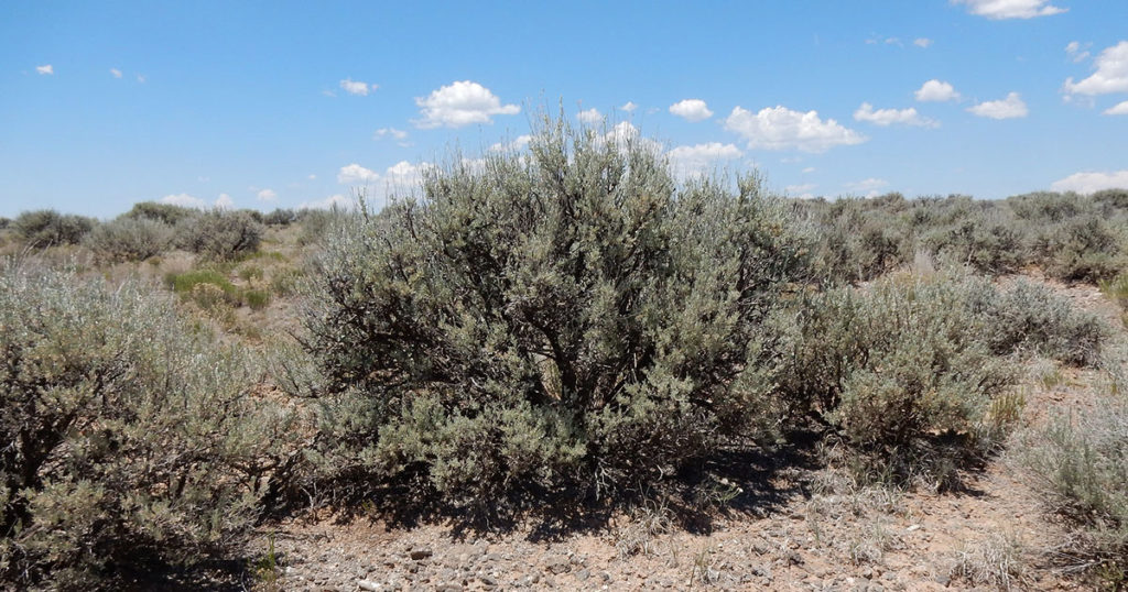 SCSD No. 2 to Move Forward with Applying for BLM Land Lease