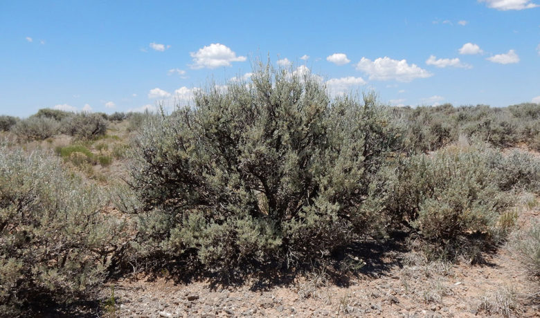 SCSD No. 2 to Move Forward with Applying for BLM Land Lease