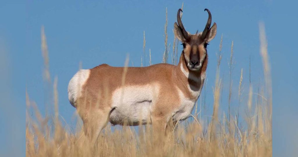 Game and Fish to Host Public Season Setting Open Houses