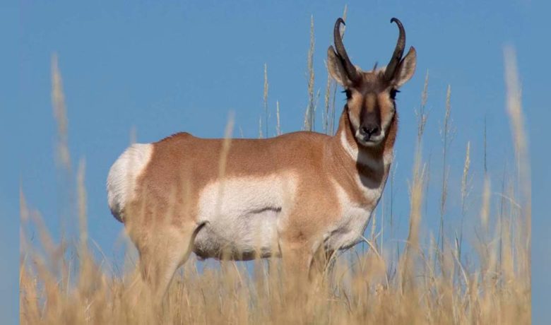 Game and Fish Welcomes Public Input on 2021 Big Game Hunting Seasons