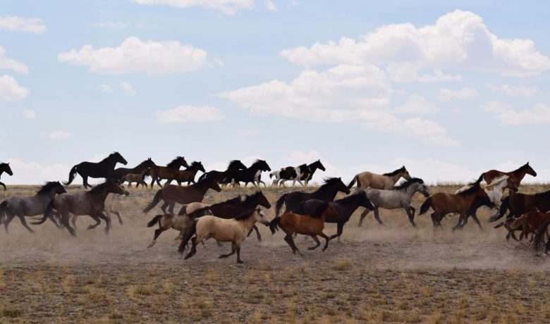 Bureau of Land Management Seeks Public Comment on Wild Horse Assessment