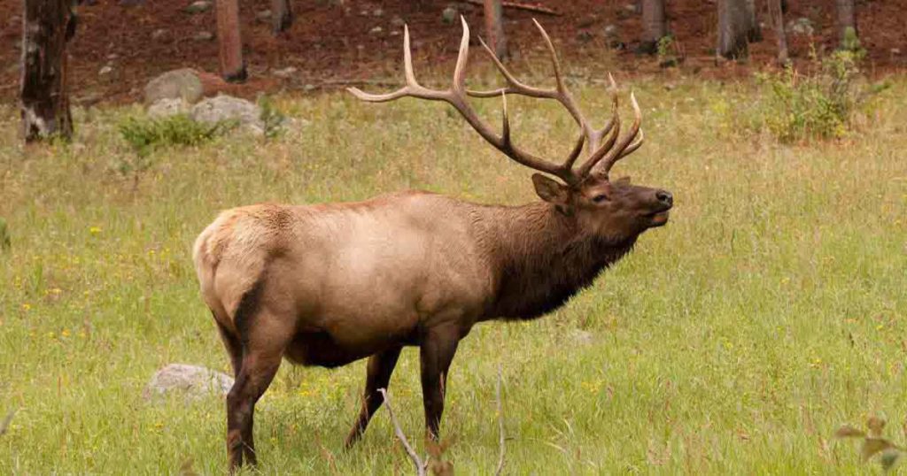 Senate Bill Would Allow Sale of Landowner Hunting Licenses