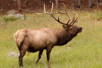 Senate Bill Would Allow Sale of Landowner Hunting Licenses