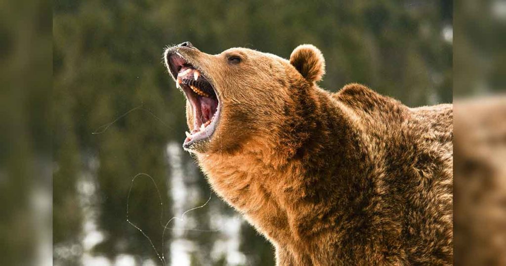 First 2021 Bear Sighting in Yellowstone National Park Reported