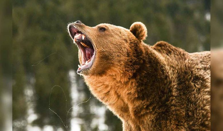 First 2021 Bear Sighting in Yellowstone National Park Reported