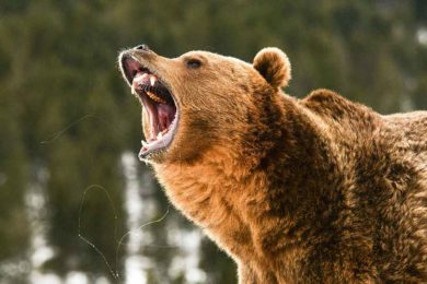 Sublette County Grizzly Bear Relocated Near Yellowstone