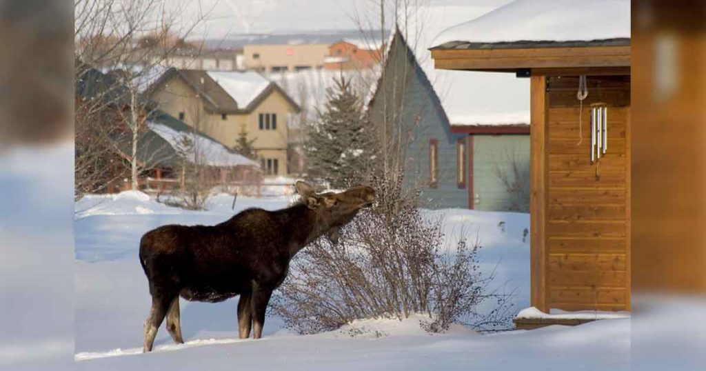 Jackson Residents, Visitors Asked to Give Wildlife Room