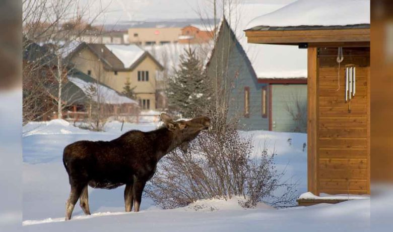 Jackson Residents, Visitors Asked to Give Wildlife Room