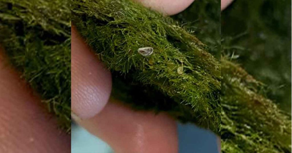 Zebra Mussels Found in Several Wyoming Pet Stores