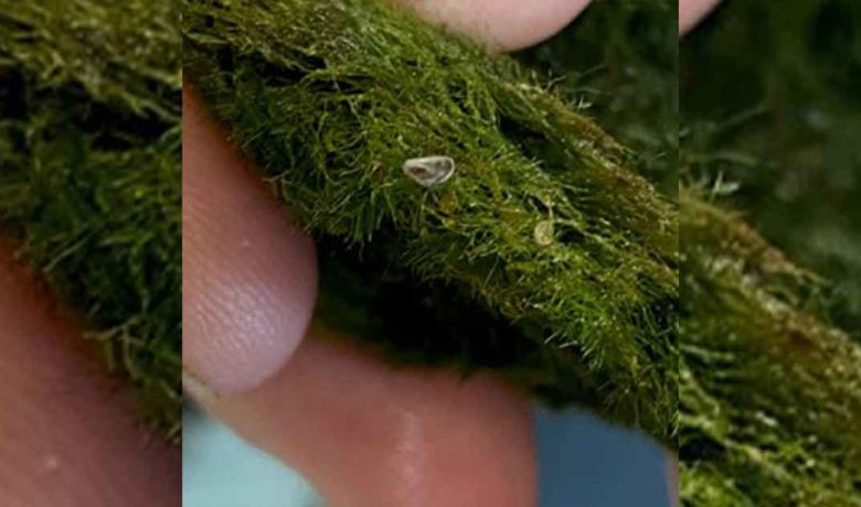 Zebra Mussels Found in Several Wyoming Pet Stores