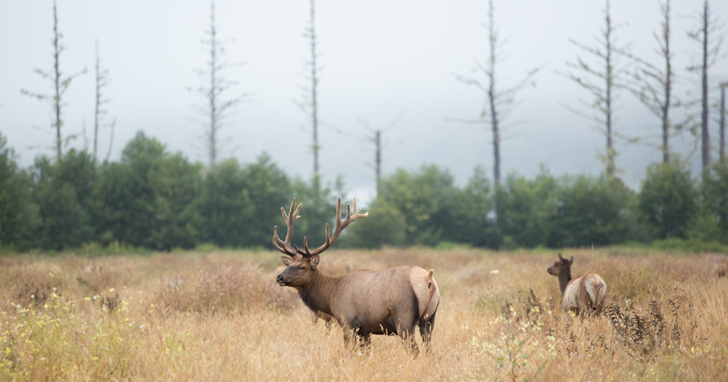 Wyoming Governor’s Big Game License Coalition Raises Nearly $1.1 Million
