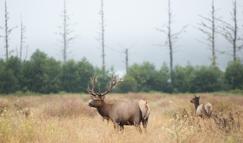 Wyoming Governor’s Big Game License Coalition Raises Nearly $1.1 Million