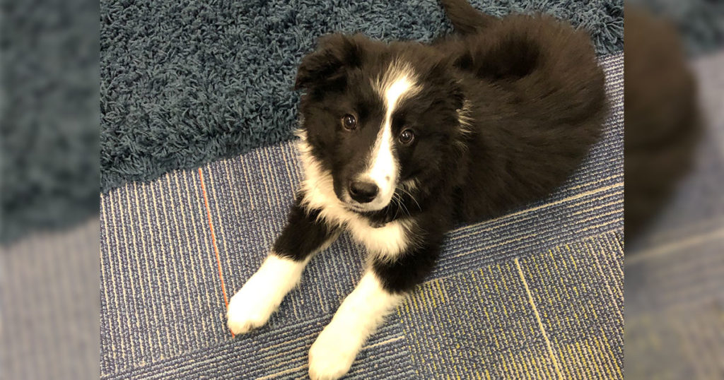 Expedition Academy Strives to Improve Mental Health of Students With School Dog