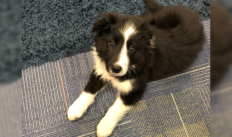 Expedition Academy Strives to Improve Mental Health of Students With School Dog