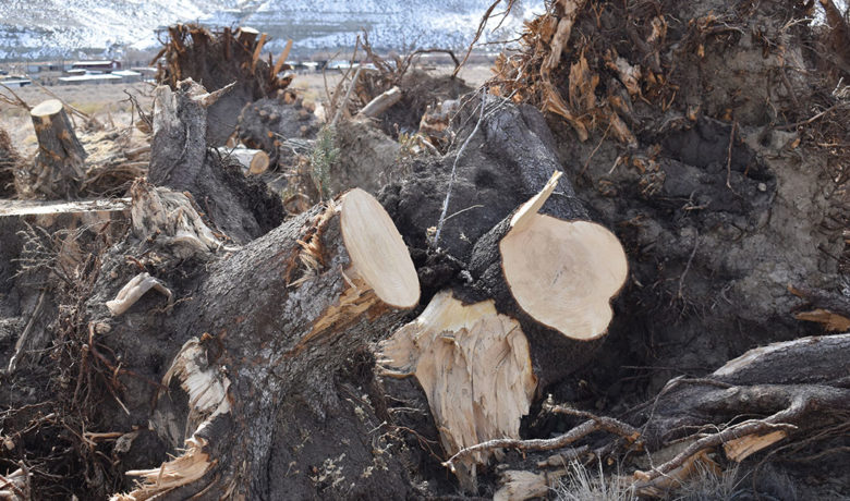 Trees Saved for Riverbank Stabilization Project Have Been Stolen