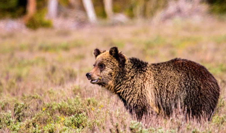 Grizzly Bear Spotted Near Viva Naughton Reservoir