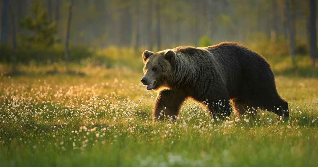Bear Injures Hiker in Yellowstone National Park This Morning