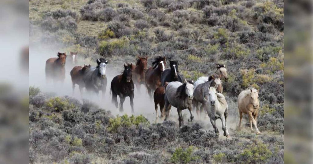 Letter: BLM Must Halt Roundups Until Animal Welfare Policy is Enforceable
