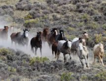 Letter: BLM Must Halt Roundups Until Animal Welfare Policy is Enforceable