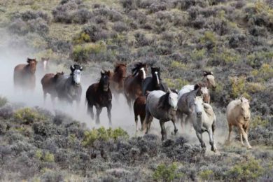Letter: BLM Must Halt Roundups Until Animal Welfare Policy is Enforceable