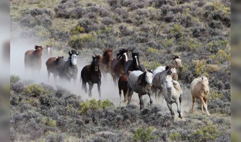 BLM to Host Four Wild Horse Adoption Events in June