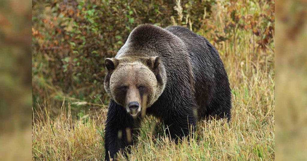 Hunter Injured in Grizzly Bear Attack near Cody
