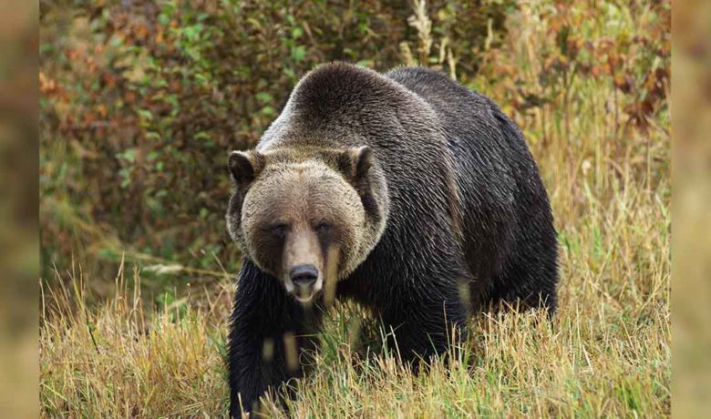Hunter Injured in Grizzly Bear Attack near Cody