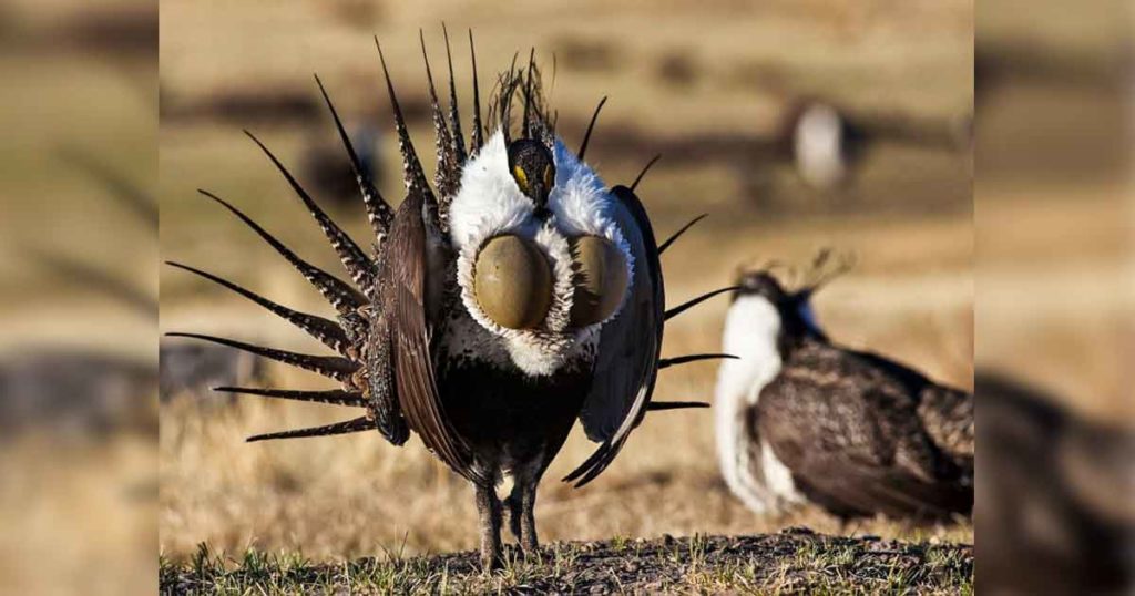 Southwest Sage-Grouse Working Group to Meet in Green River