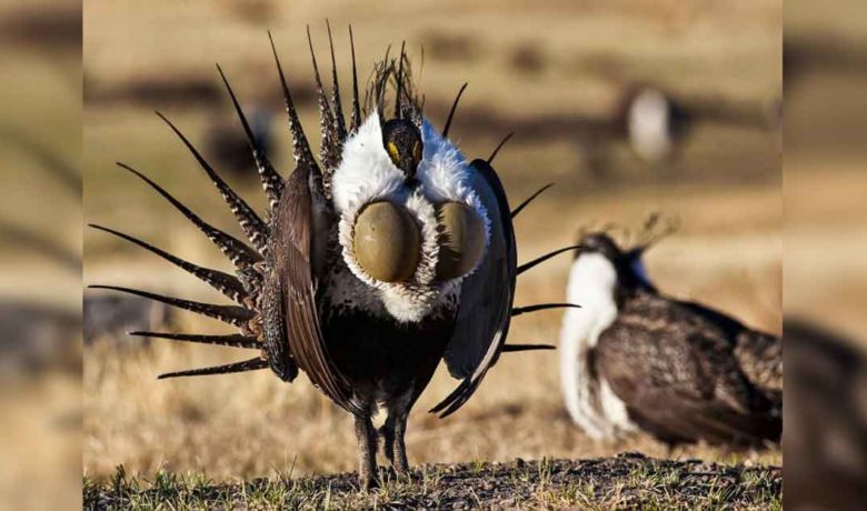 Commissioners Ratify Comments on BLM Proposals