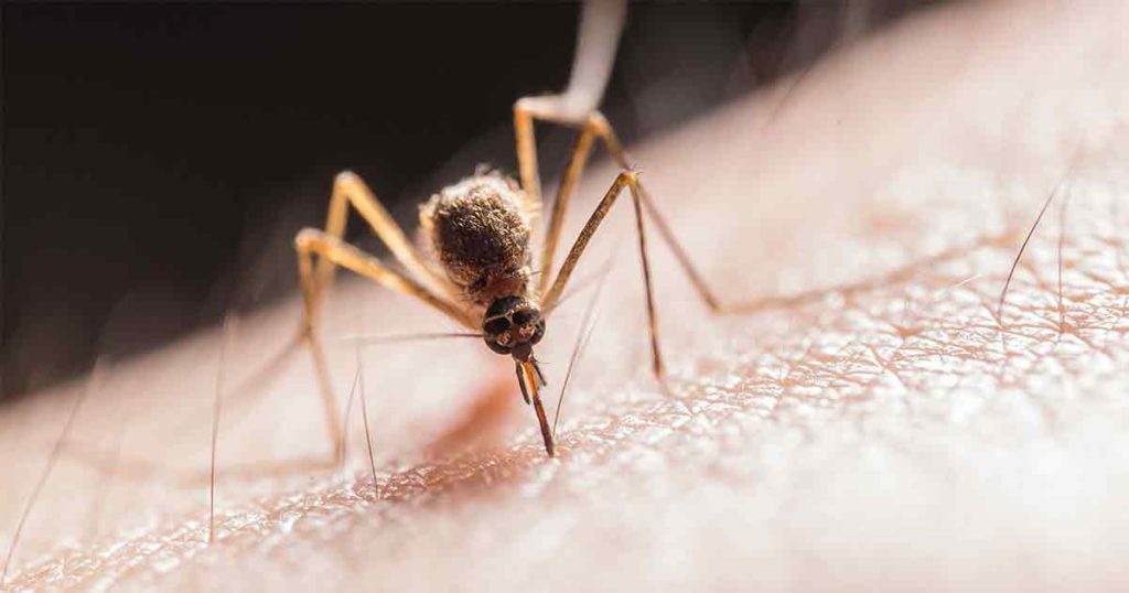 Rock Springs to Spray for Bloodsucking Mosquitoes June 22
