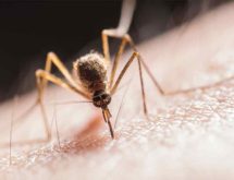 Mosquito Spraying to Begin in Rock Springs