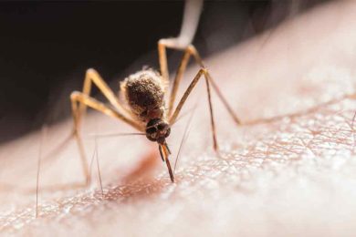 Mosquito Spraying to Begin in Rock Springs