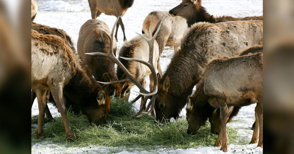 Elk Feedground Management Meetings Set for Southwest Wyoming