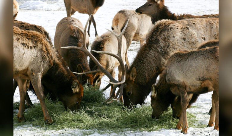 Elk Feedground Management Meetings Set for Southwest Wyoming