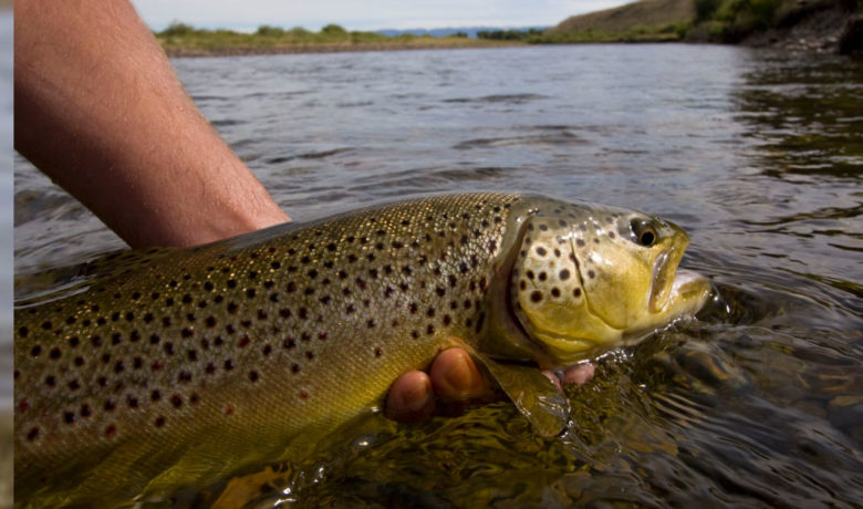 Improved River Access Along Green Coming to the Pinedale Area