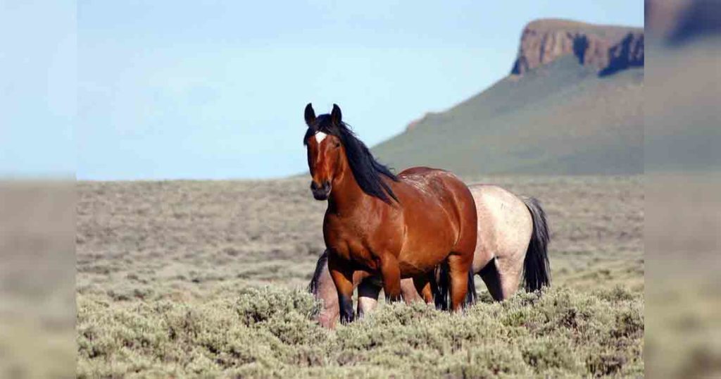 BLM to Gather and Remove Over 3,500 Wild Horses in Southwest Wyoming