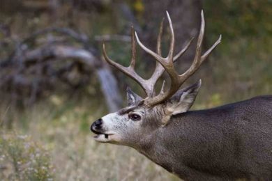 WGFD Finalize Hunting Seasons and License Quotas