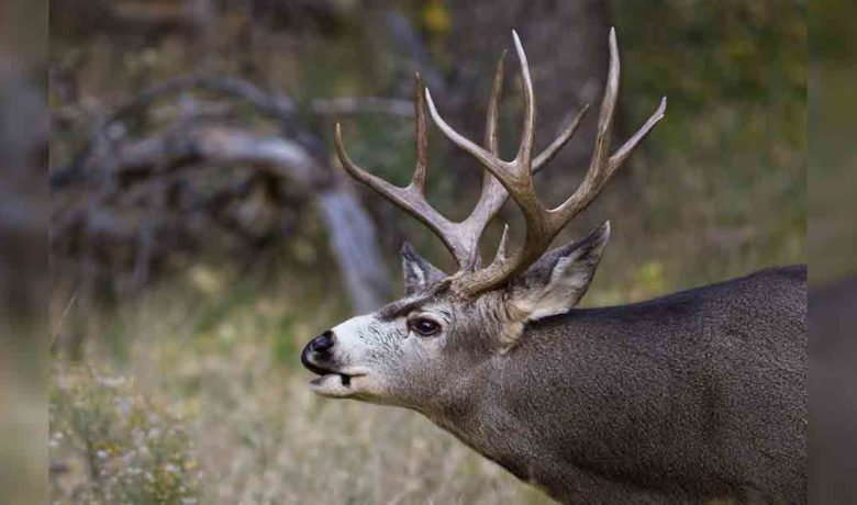 Mule Deer Illegally Killed Near Afton Today