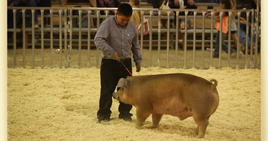 Livestock Auction Reels in Almost $430K at Wyoming’s Big Show