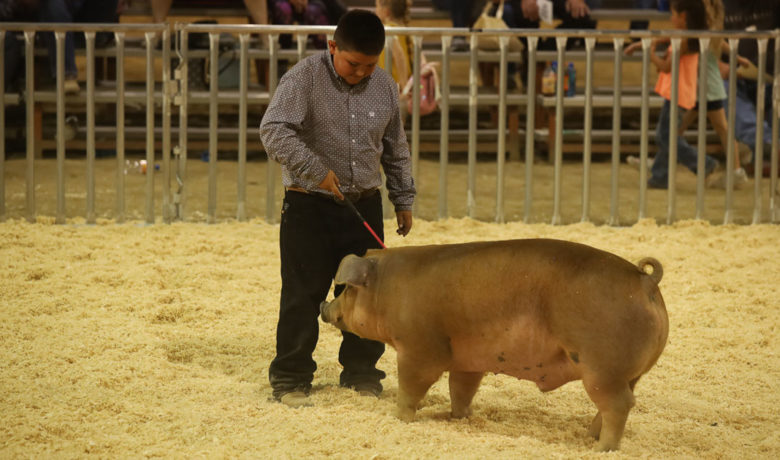 Livestock Auction Reels in Almost $430K at Wyoming’s Big Show
